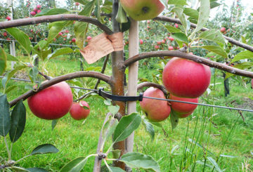 Meyveli bir elma ağacının jartiyer