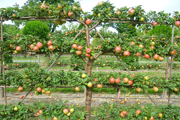 Äppelträd på en spaljé