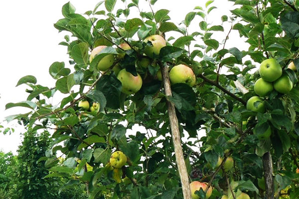 Stöd för en gren av ett fruktande äppelträd