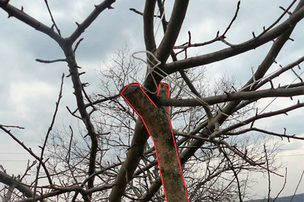 Apple-träd gafflat stöd