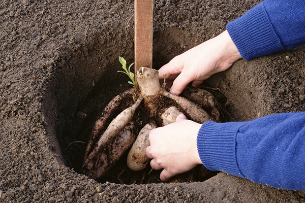 Planting a dahlia in the ground