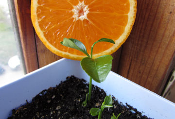 Pěstování pomeranče ze semene