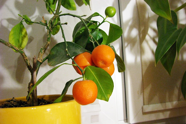 شجرة برتقال في إناء