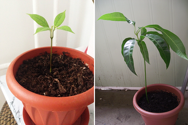 Anak pokok Litchi dalam pasu