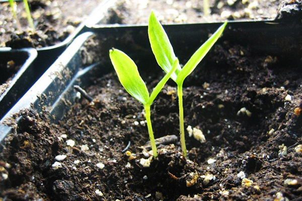 Brotes de pimienta