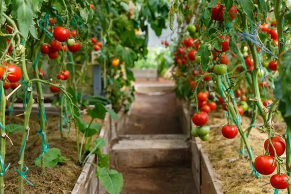 Плодови домати в оранжерията