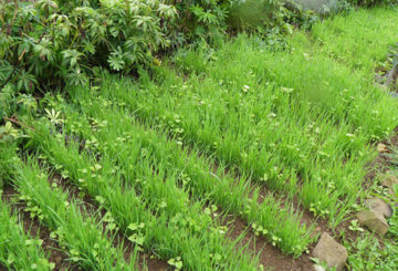 Oats as green manure