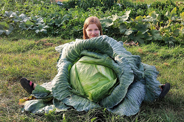 Fille avec une énorme tête de chou