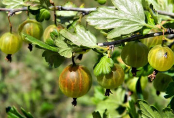 Gooseberry fruit sa isang bush
