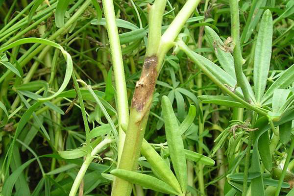 Manifestasi anthracnose pada lupin