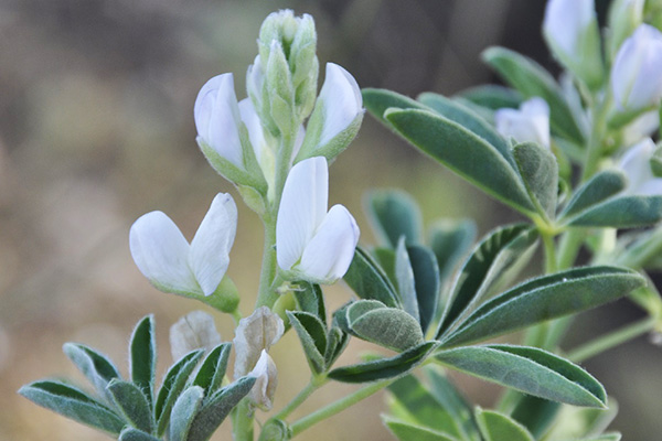 Bloeiende witte lupine