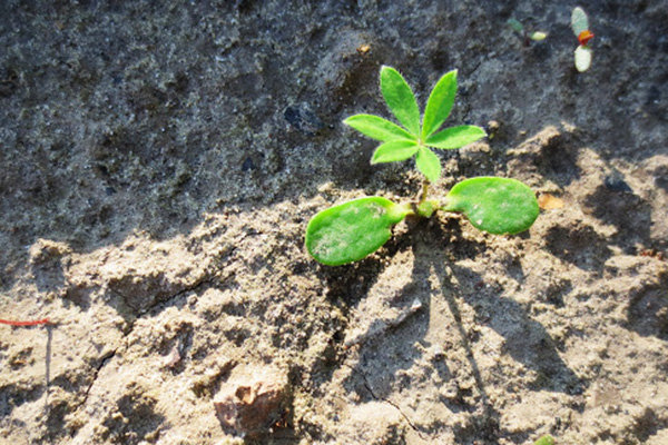 Lupin puca