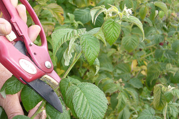 Pemangkasan raspberi