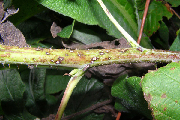 Symptomen van frambozenanthracnose