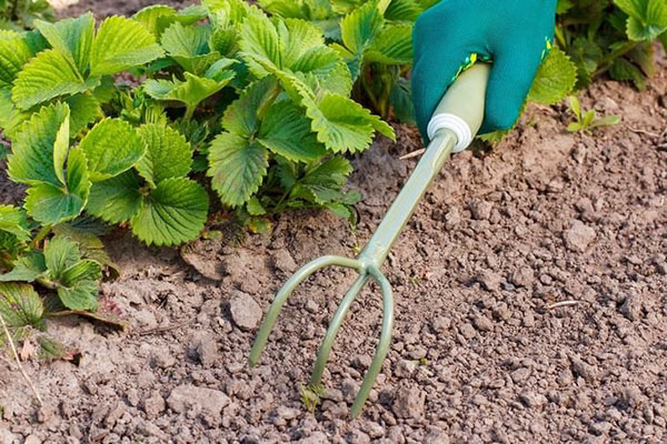 Melonggarkan tanah di kebun strawberi