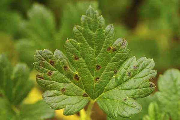 Bessen anthracnose