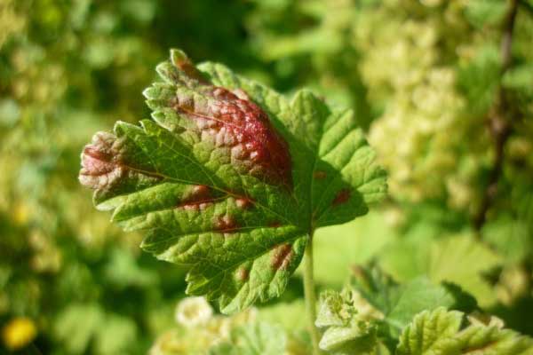 Aphid berambut merah pada kismis