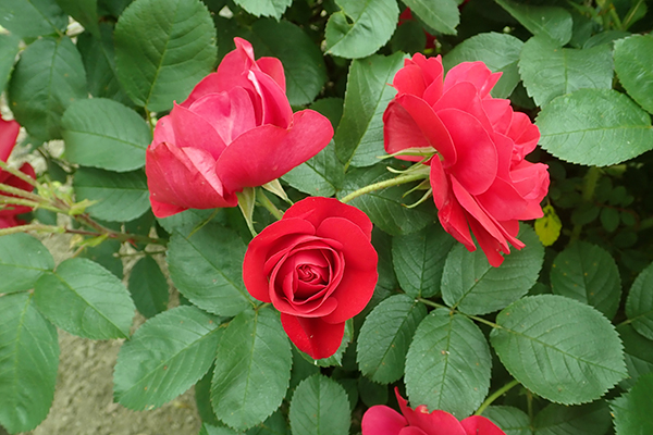 Цъфтяща роза в градината