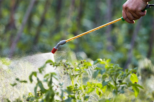 Pulverizando tomates