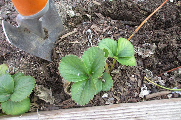 Aardbeien planten