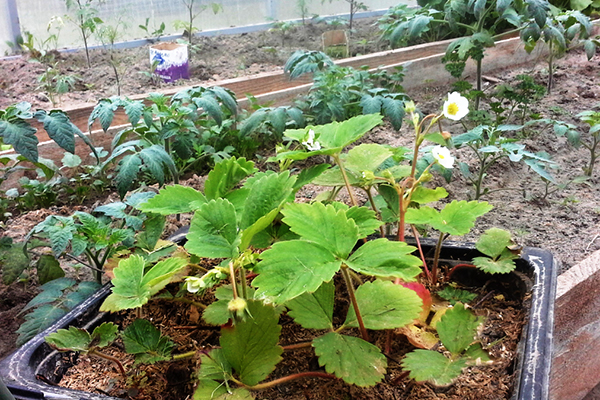 Transplante de morangos durante a floração