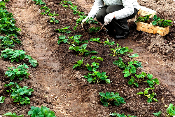 Transplantation de fraises à la fin de l'été