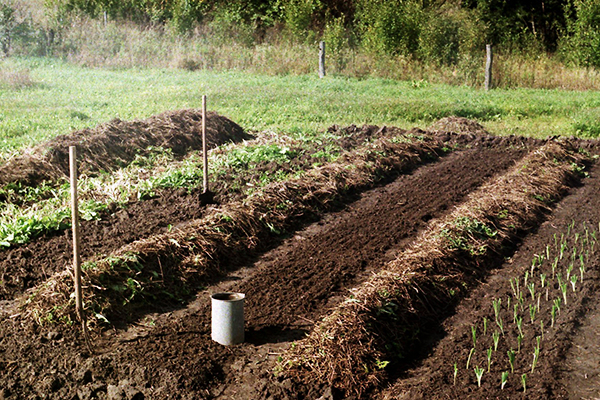 Aardbeienbedden voorbereiden