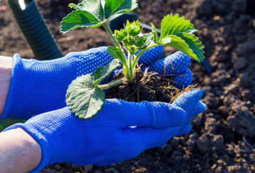 Menanam anak pokok strawberi