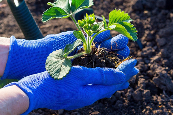 Plantar plántulas de fresa