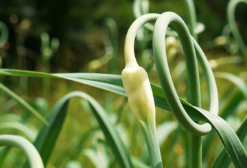 Arrow of garlic