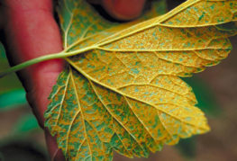 Rouille sur feuille de cassis