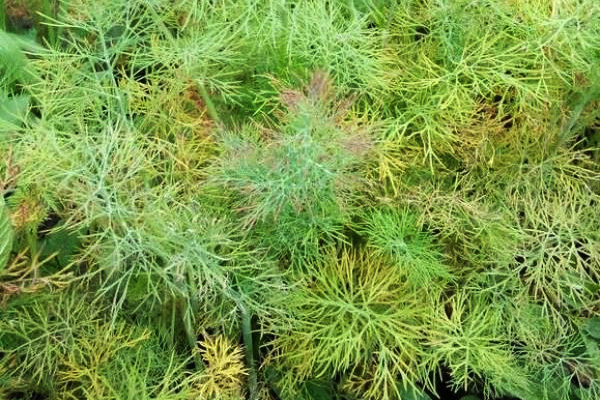Dill turns yellow in the garden