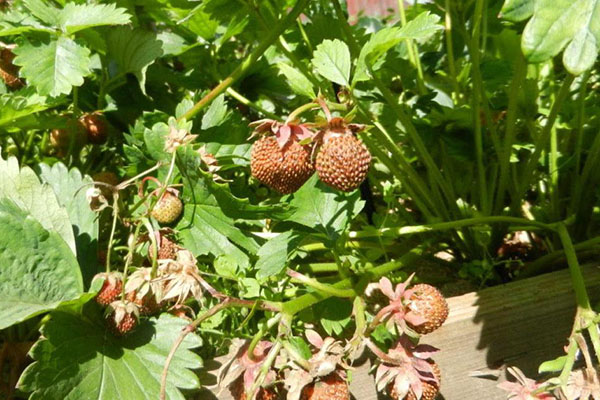 Buah strawberi kering di kebun