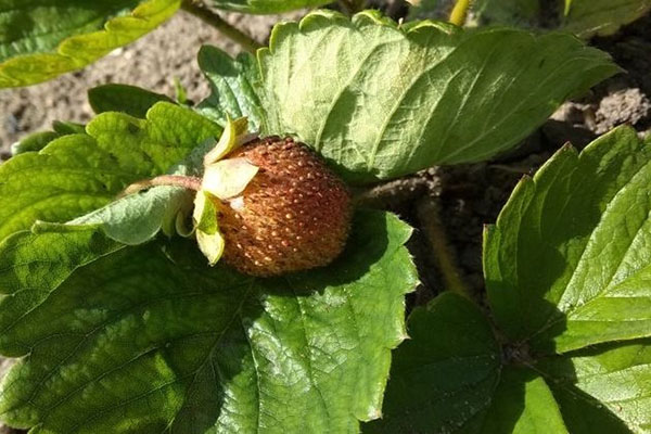 Torkat bär på en jordgubbbuske
