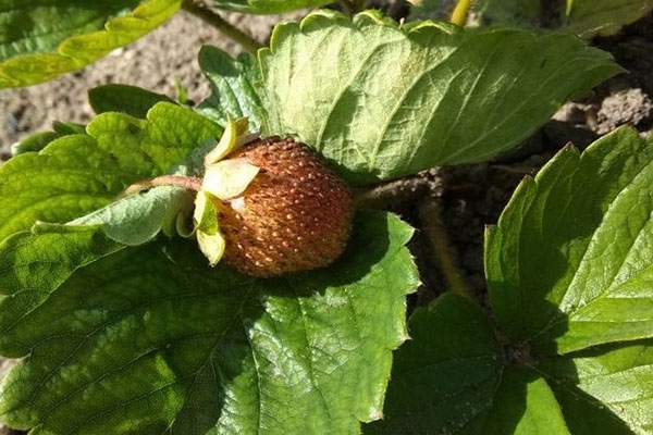 Baga seca em um arbusto de morango