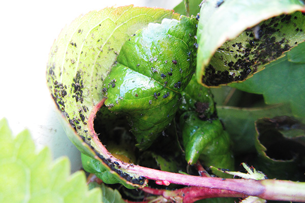 Aphid pada strawberi