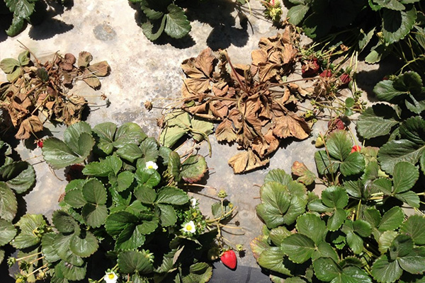 Belukar strawberi dijangkiti nematoda