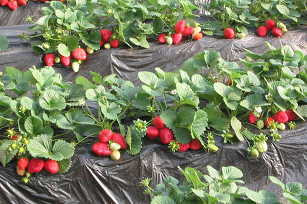 Плододаване на ягоди