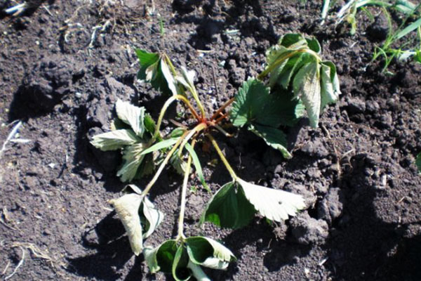 Fusarium verwelking van aardbeien