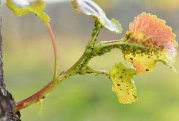 Aphids on a tree shoot