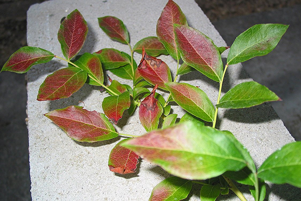 Daun Blueberry menjadi merah pada musim panas