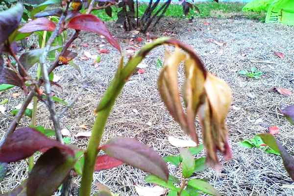 Daun blueberry kering dan bertukar menjadi merah