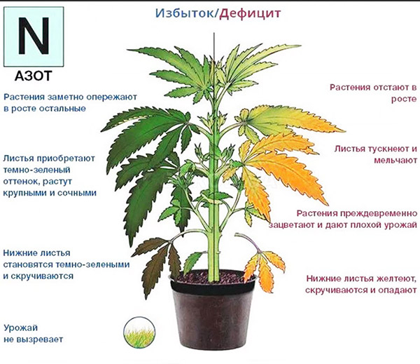 Signs of excess and deficiency of nitrogen in plants