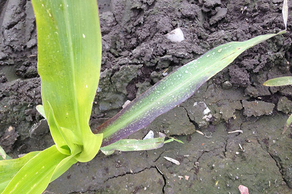 Sign of a lack of phosphorus in a plant