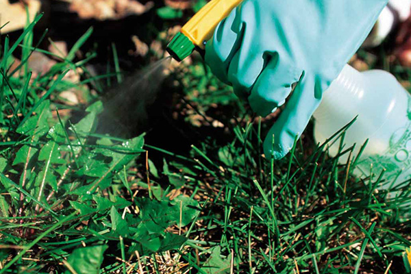 Pag-spray ng pestisidyo sa isang dandelion