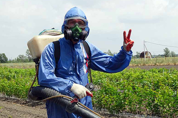 Pag-spray ng mga planting sa isang proteksiyon na suit