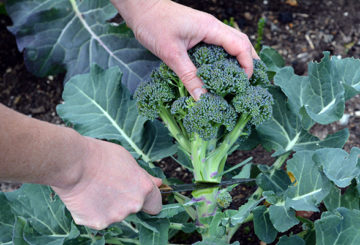 Harvesting broccoli