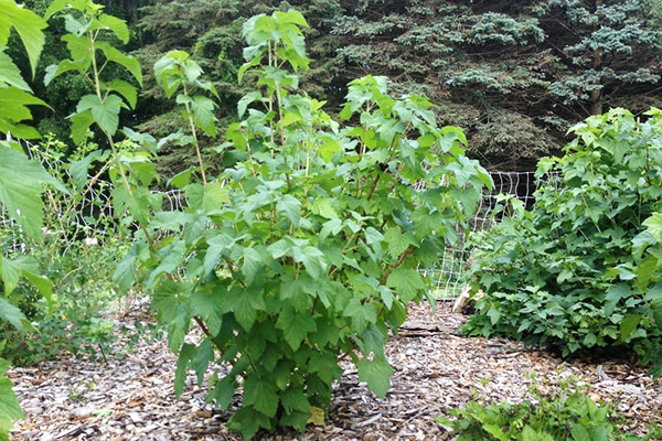 Belukar currant hitam muda