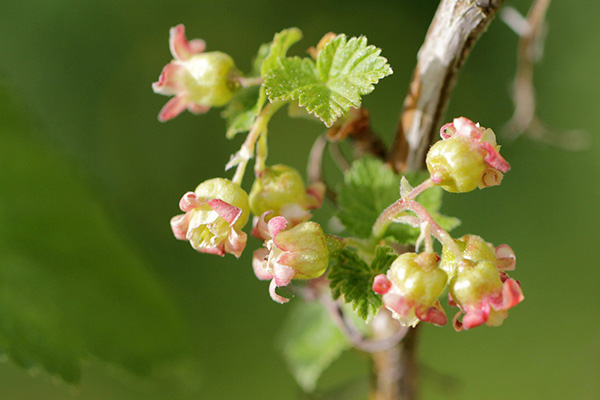 Blommande svarta vinbär