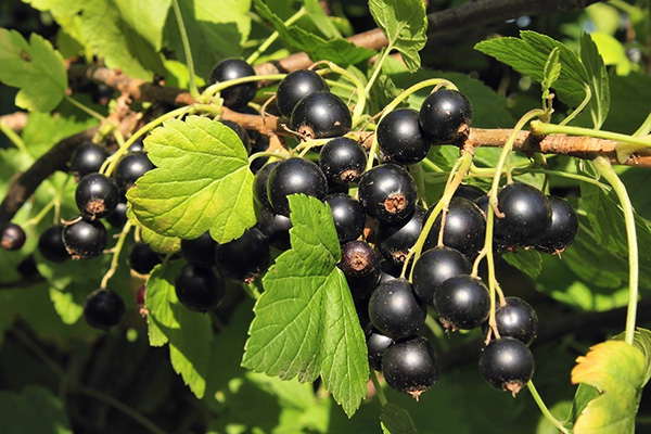 Grosella negra fructífera